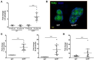 Halted Lymphocyte Egress via Efferent Lymph Contributes to Lymph Node Hypertrophy During Hypercholesterolemia